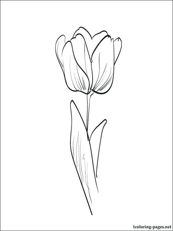 560x750 Tulip Coloring Pages Pdf Tulip Coloring Page Coloring Pages Tulip