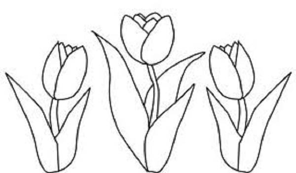 600x351 Tulip Coloring Pages Trend Bebo Pandco