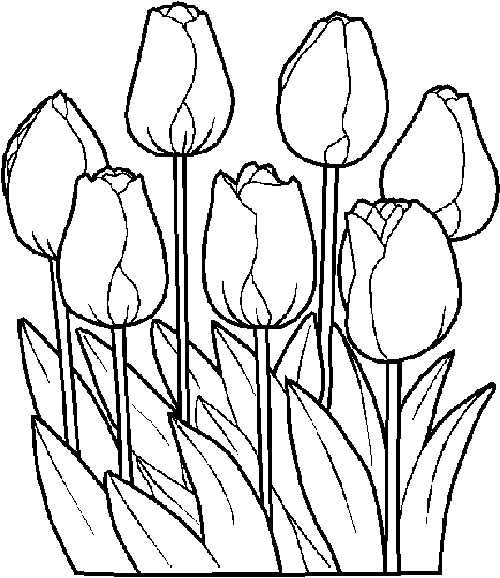 500x578 Fantastic Tulip Coloring Pages Images