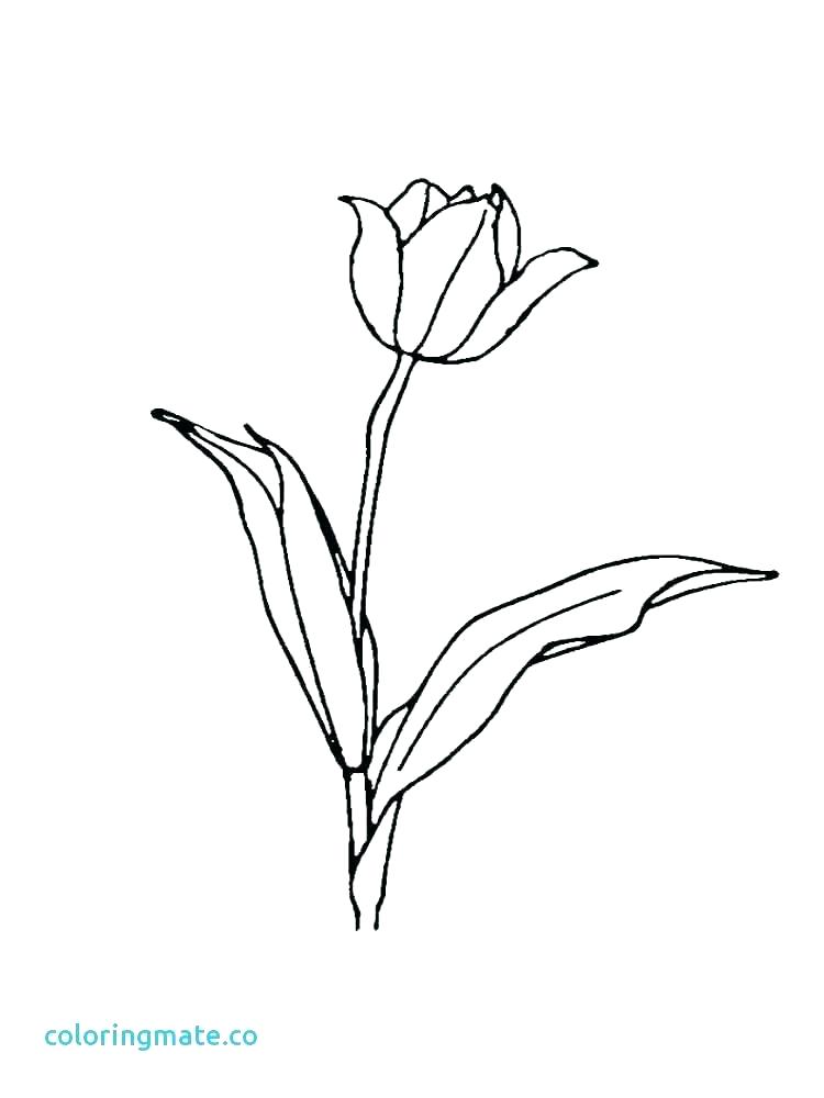 750x1000 Tulip Coloring Pictures Teleks.site