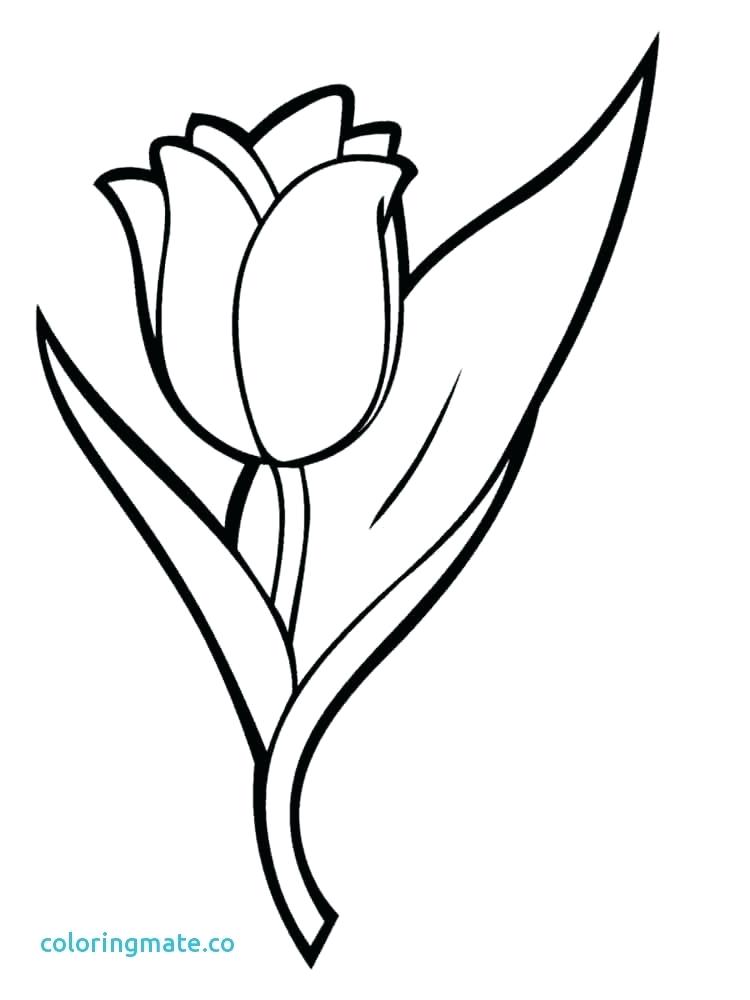 750x1000 Pretty Tulip Coloring Pages Photos Resume Ideas Preschool Tulip