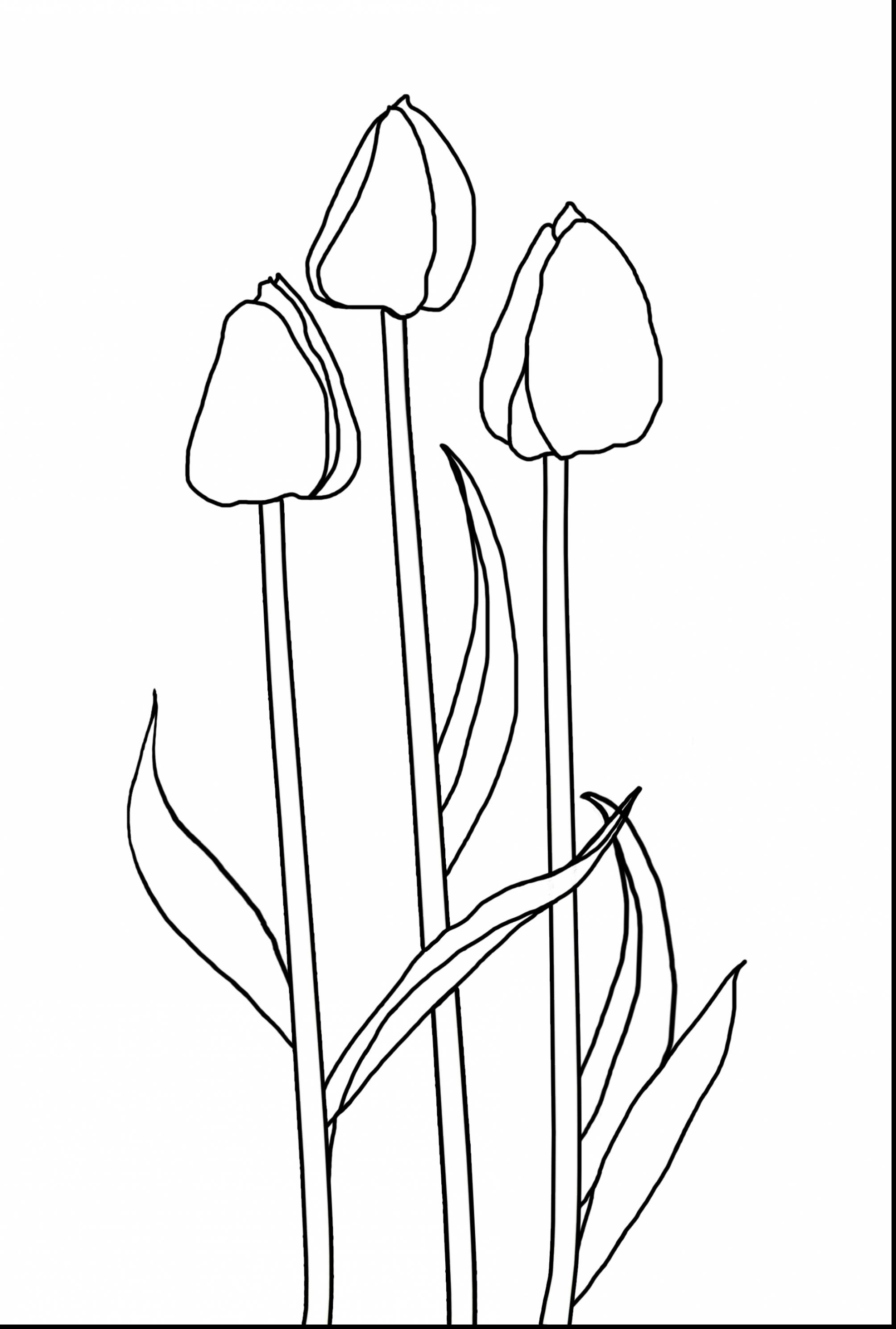 2008x2976 Fresh Tulip Flower Coloring Sheet Collection Printable Coloring