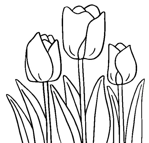 600x576 Tulip