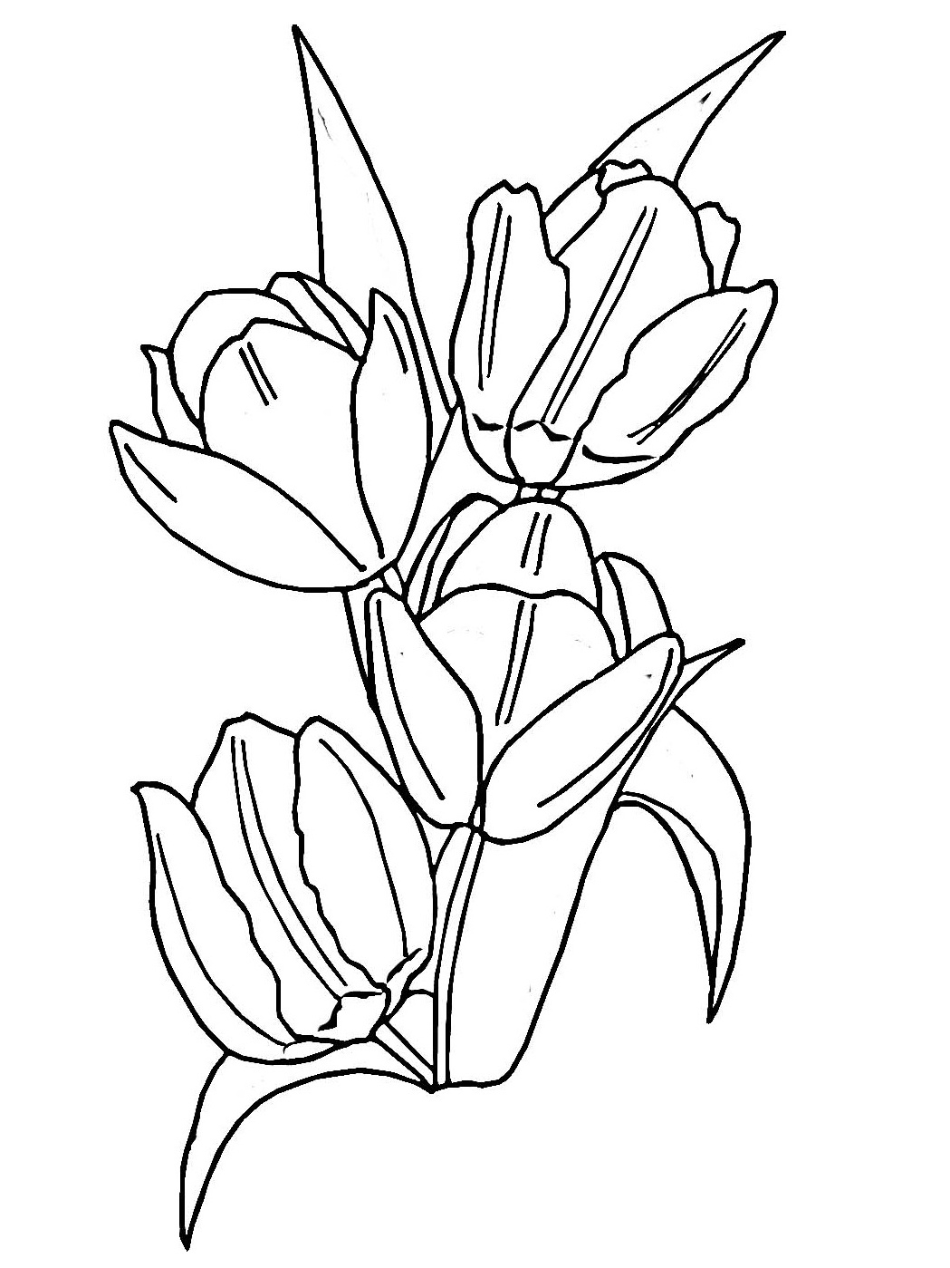 1049x1399 Tulip Coloring Pages