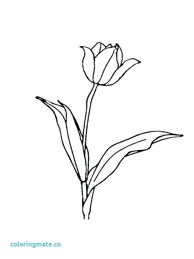 750x1000 Tulip Coloring Pages Coloring Pages Simple Tulip Coloring Page
