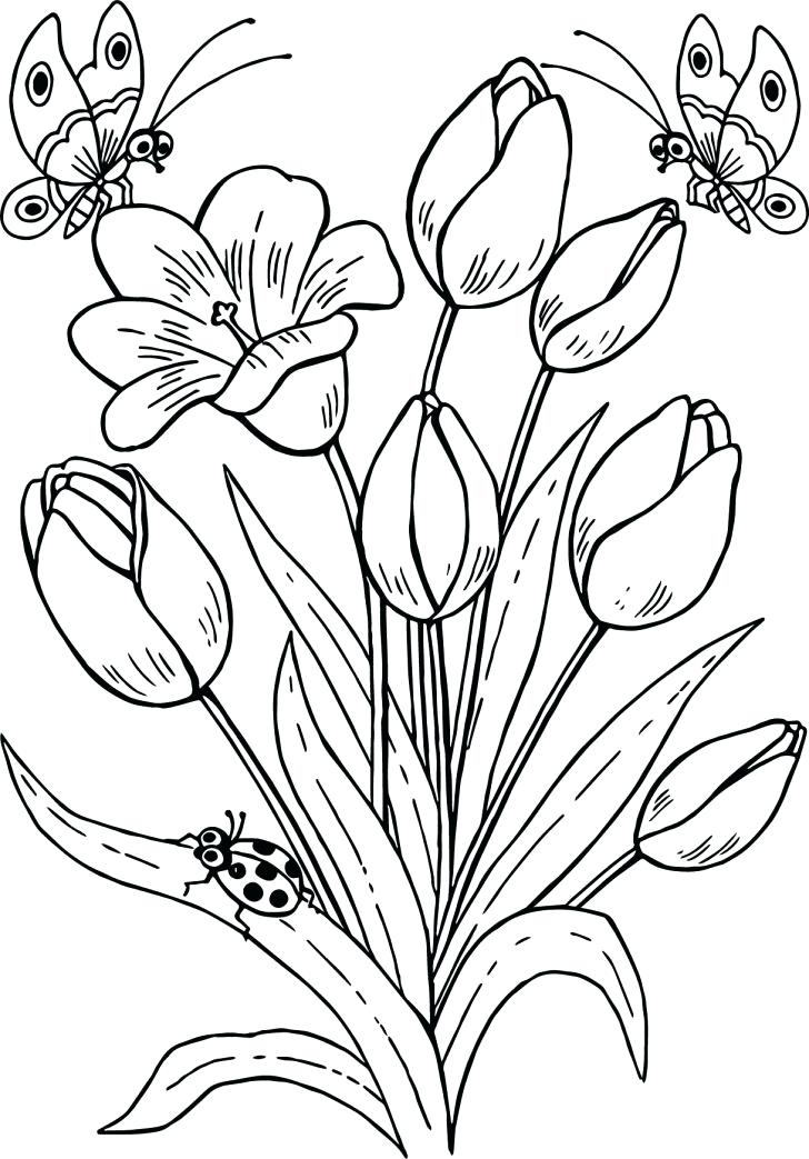 728x1043 Tulip Coloring Pages Medium Size Of Tulip Coloring Pages