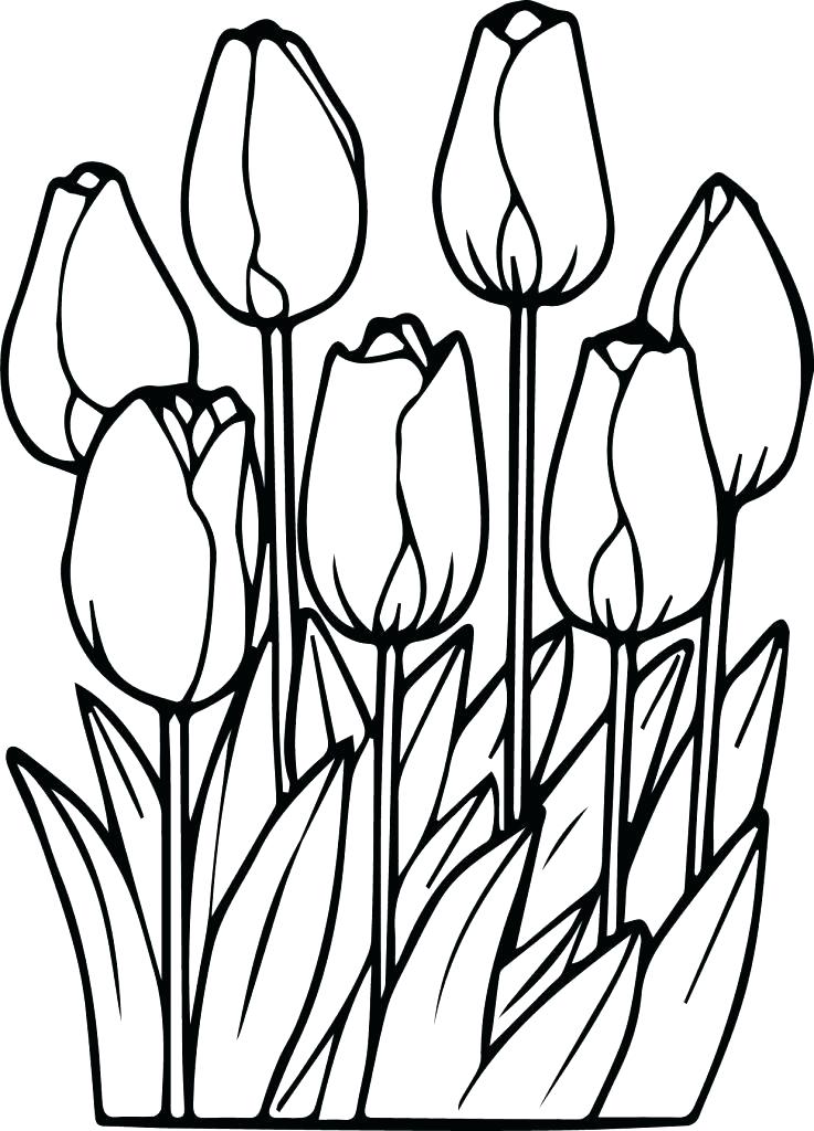 737x1024 Tulips Coloring Pages Printable Realistic Three Page Free