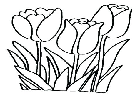 476x333 Tulip Coloring Page