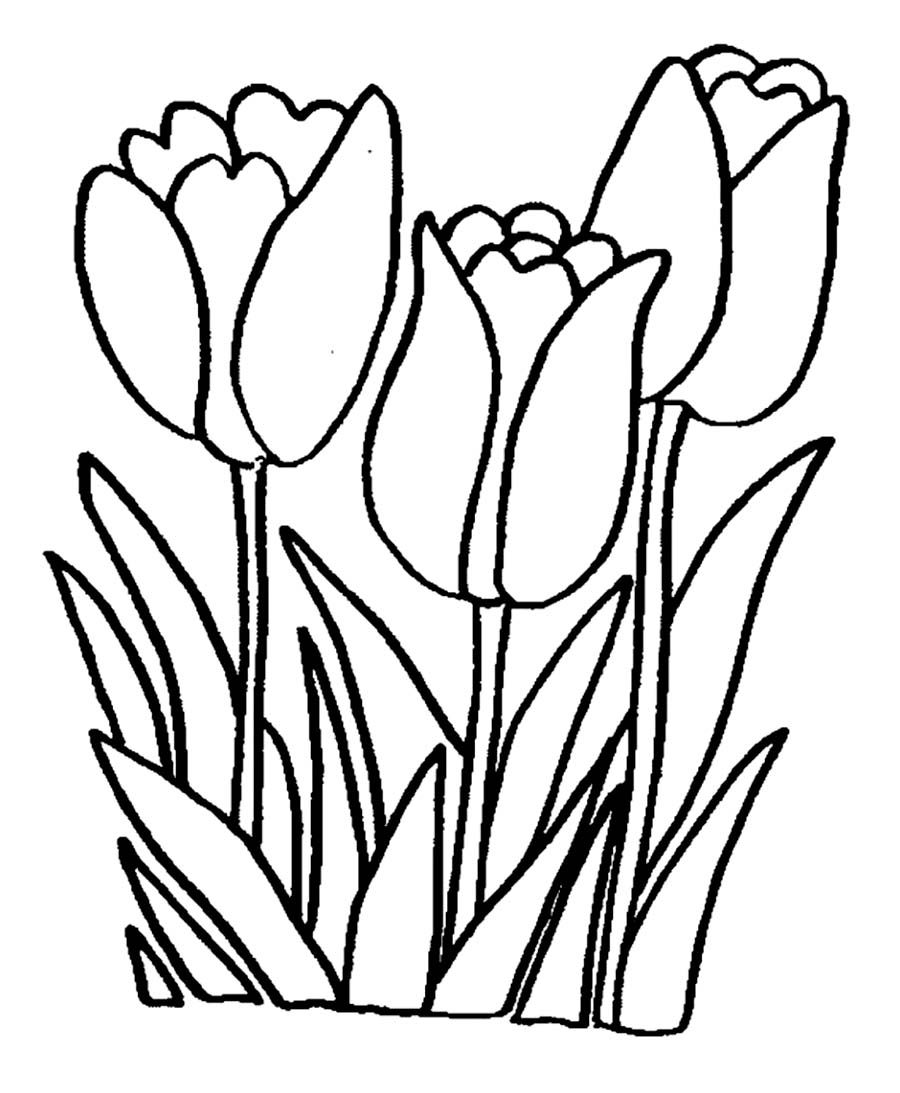 900x1093 Download Coloring Pages Tulip Throughout