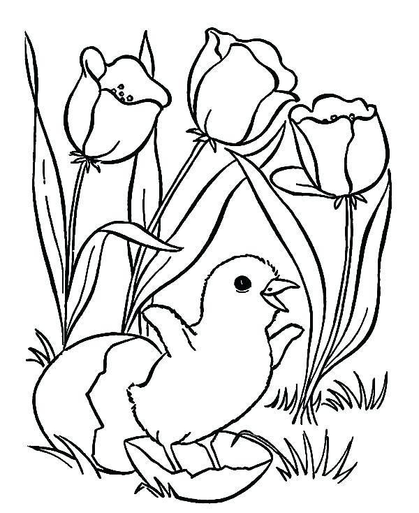 600x734 Easter Flower Coloring Pages Chick Hatching And Tulips Flower