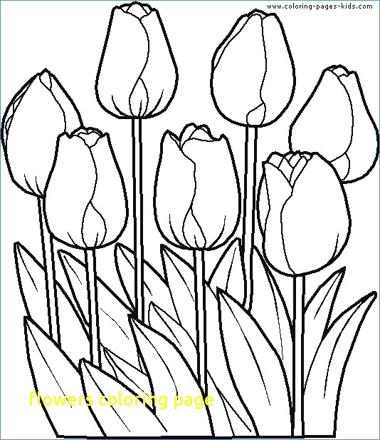 534x617 Flower Coloring Pages Tulip