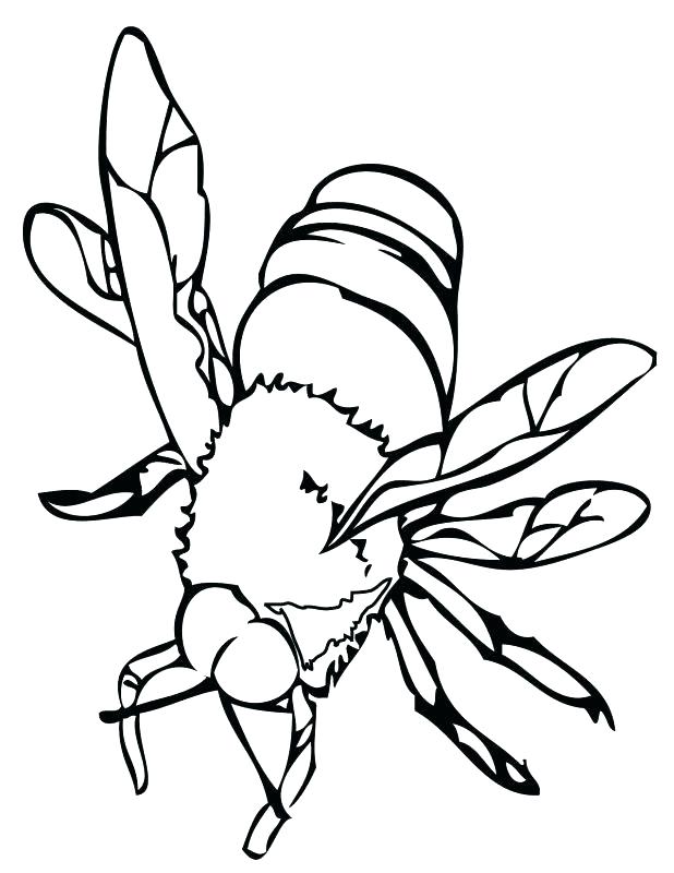 618x800 Bee Coloring Honey Bee Pictures To Color Bee Coloring Pages