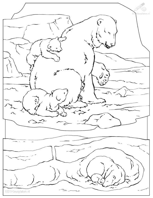 Tundra Animals Coloring Pages