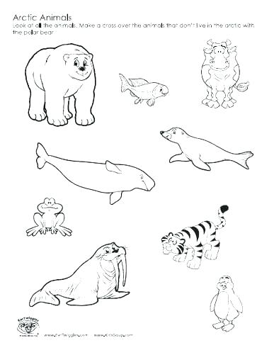 387x494 Arctic Fox Coloring Page Tundra Animals Coloring Pages Arctic