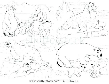 450x347 Arctic Animals Coloring Pages Arctic Animals Coloring Page More