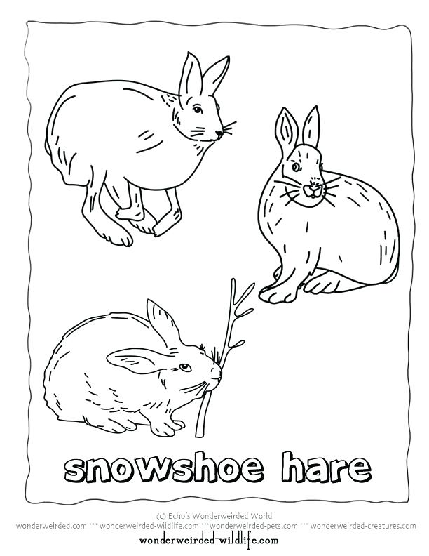 612x792 Arctic Animals Coloring Pages Arctic Animals Coloring Pages 8