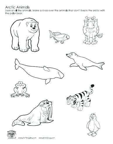 Tundra Animals Coloring Pages at GetColorings.com | Free printable ...