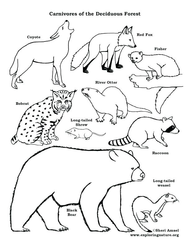 Awesome Food Chain Coloring Pages Or Food Chain Coloring Pages Id 612x792 Awesome Food Chain Coloring Pages Or Food Chain Coloring Pages Id