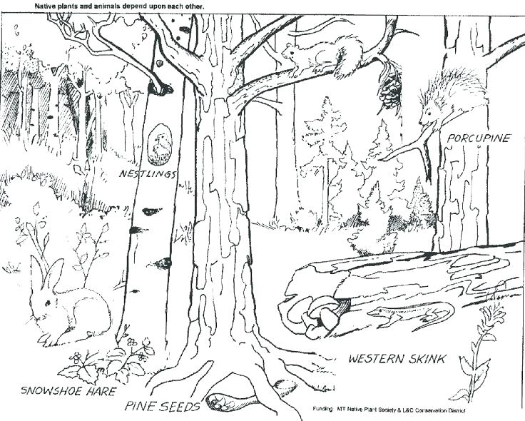 Biomes Coloring Pages Us Tundra Biome Coloring Pages 736x590 Biomes Coloring Pages Us Tundra Biome Coloring Pages