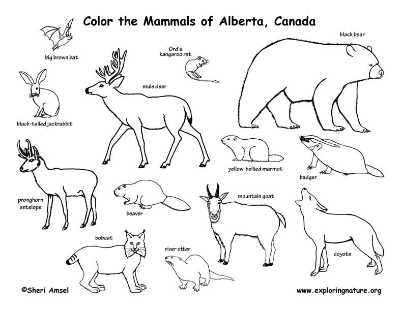 Coloring Pages Canadian Animals Tundra Animals Coloring Pages 792x612 Coloring Pages Canadian Animals Tundra Animals Coloring Pages