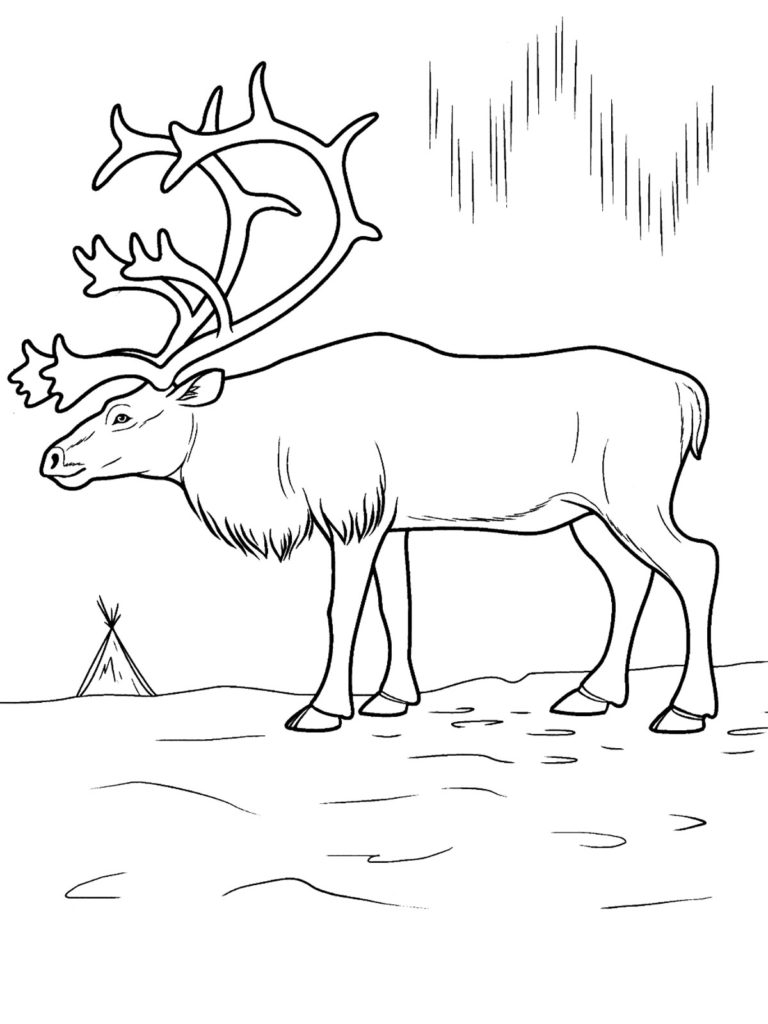 Tundra Animals Coloring Pages Collection Coloring For Kids 2018 768x1024 Tundra Animals Coloring Pages Collection Coloring For Kids 2018