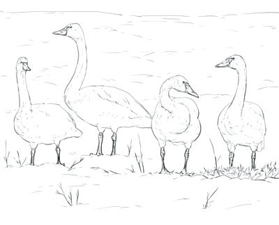 Tundra Animals Coloring Pages Coloring Trend Thumbnail Size Tundra 400x322 Tundra Animals Coloring Pages Coloring Trend Thumbnail Size Tundra