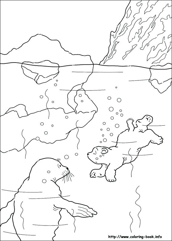 Arctic Animal Coloring Pages 567x794 Arctic Animal Coloring Pages