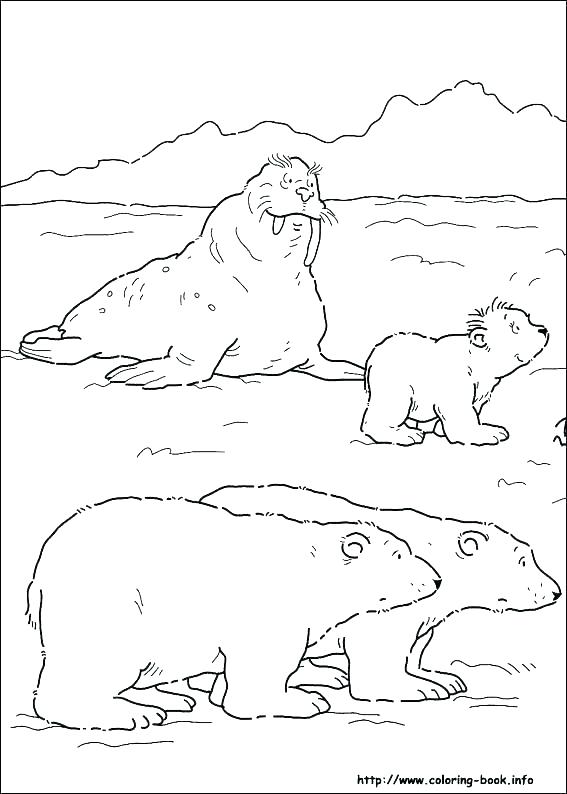 Arctic Animals Coloring Sheets Polar Animals Mindfulness Colouring 567x794 Arctic Animals Coloring Sheets Polar Animals Mindfulness Colouring