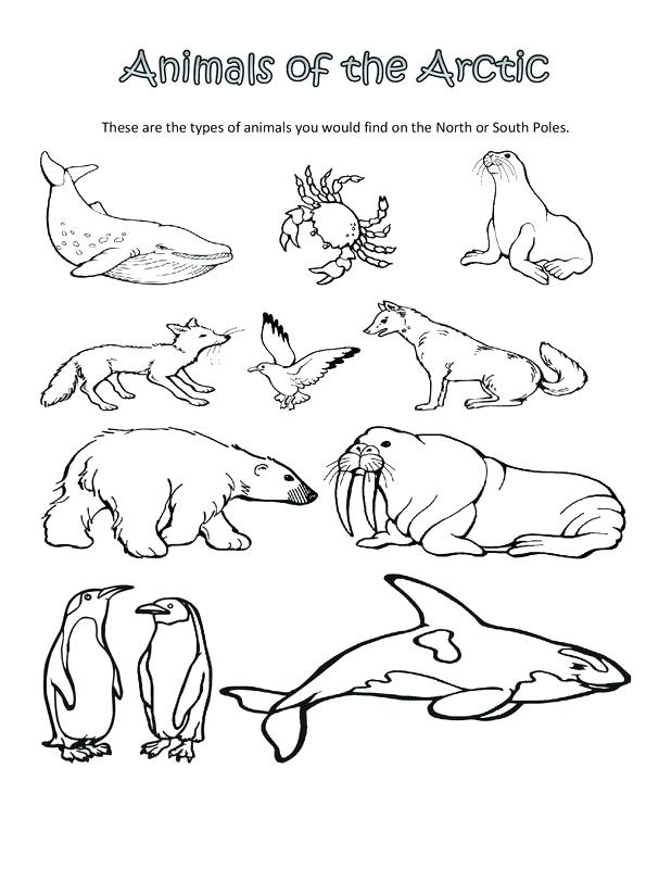 Arctic Animals Printable Coloring Pages 618x800 Arctic Animals Printable Coloring Pages