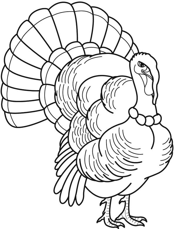34 Best Turkey Images On Coloring Pages, Turkey 592x776 34 Best Turkey Images On Coloring Pages, Turkey