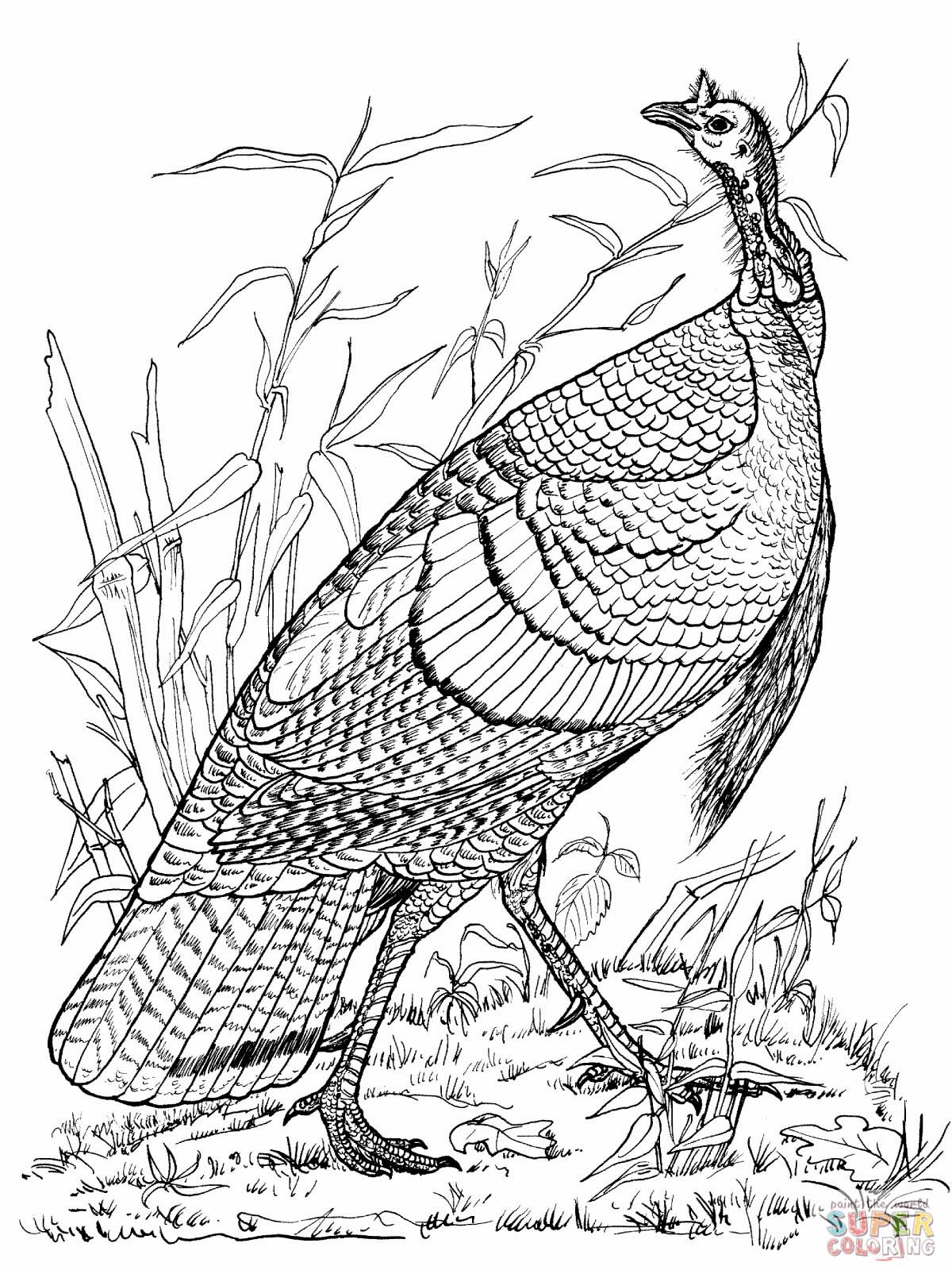 Wild Turkey Coloring Page 1200x1600 Wild Turkey Coloring Page