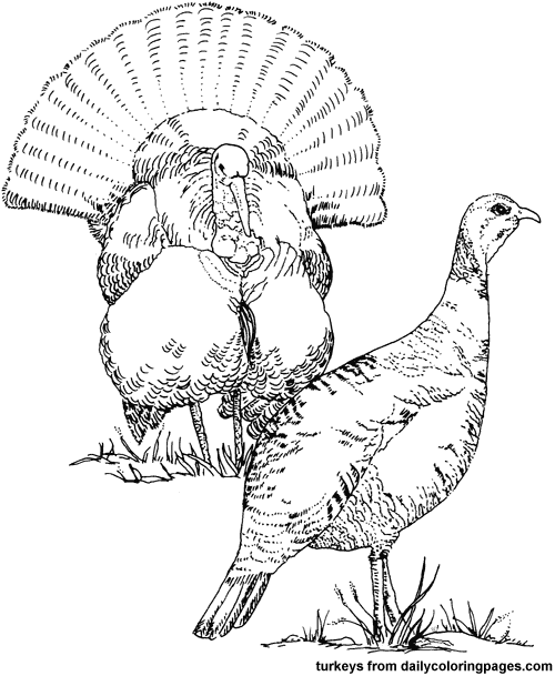 Coloring Pages Directory Coloring Pages Turkey 500x609 Coloring Pages Directory Coloring Pages Turkey