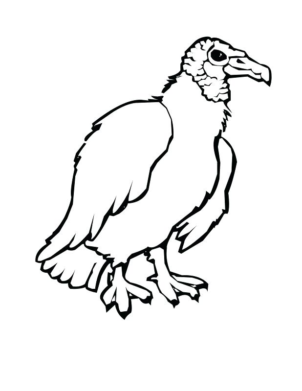 618x800 Turkey Vulture Coloring Pages Kids Coloring Adult Vulture Coloring