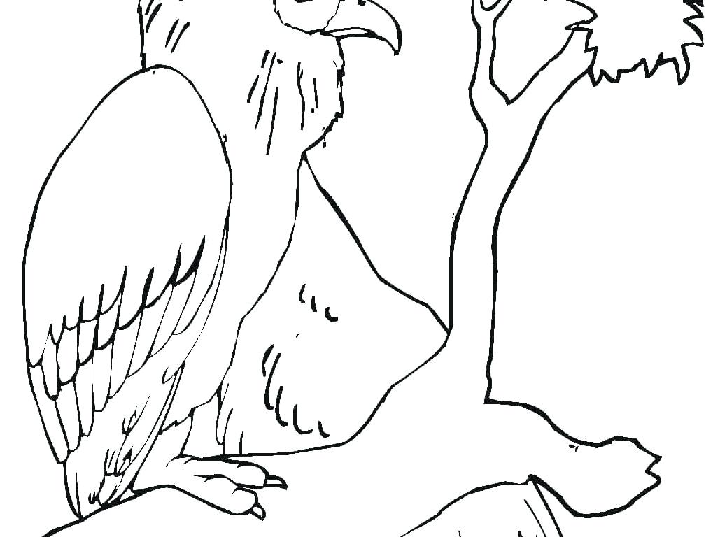 1019x768 Vulture Coloring Pages Downloads Letter V Is For Vulture Coloring