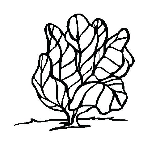 Turnip Printable And Coloring Page Coloring Pages Turnip Printable 505x470 Turnip Printable And Coloring Page Coloring Pages Turnip Printable