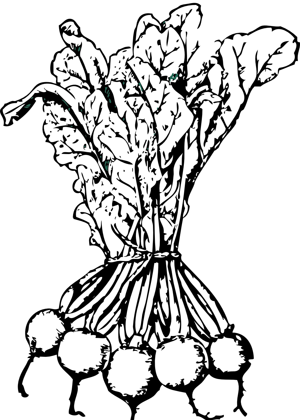 Beetroot Clipart Turnip 969x1355 Beetroot Clipart Turnip