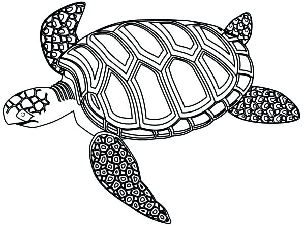 600x444 Turtle Coloring Page Impair.co