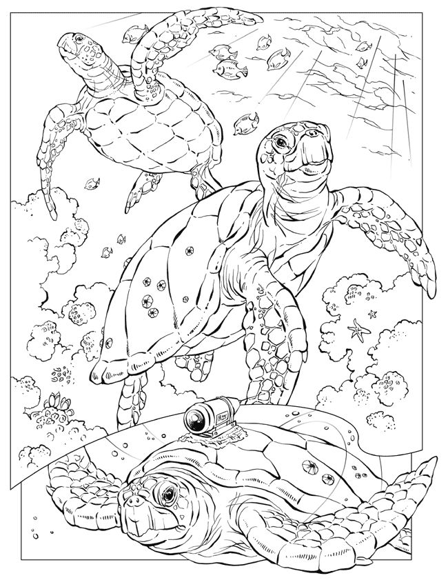 Turtle Coloring Pages For Adults