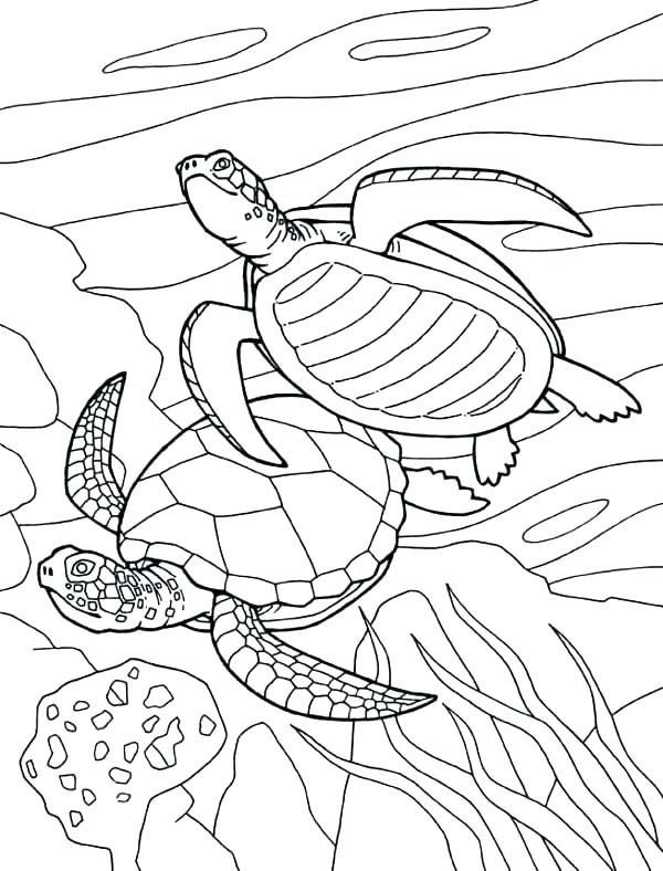 600x788 Sea Turtle Coloring Pages Green Sea Turtle Coloring Page Sea