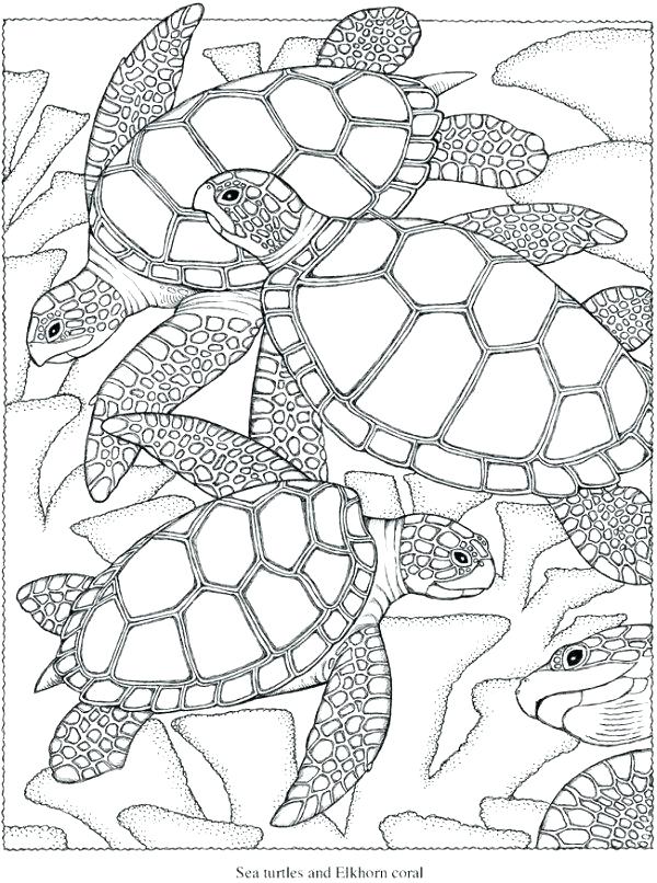 600x806 Sea Turtles Coloring Pages Coloring Pages For Adults Printable