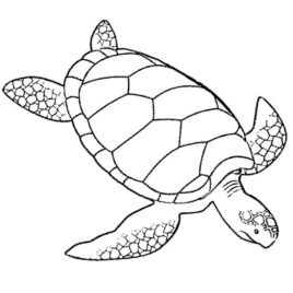268x268 Coloring Pages Easy For Adults Archives
