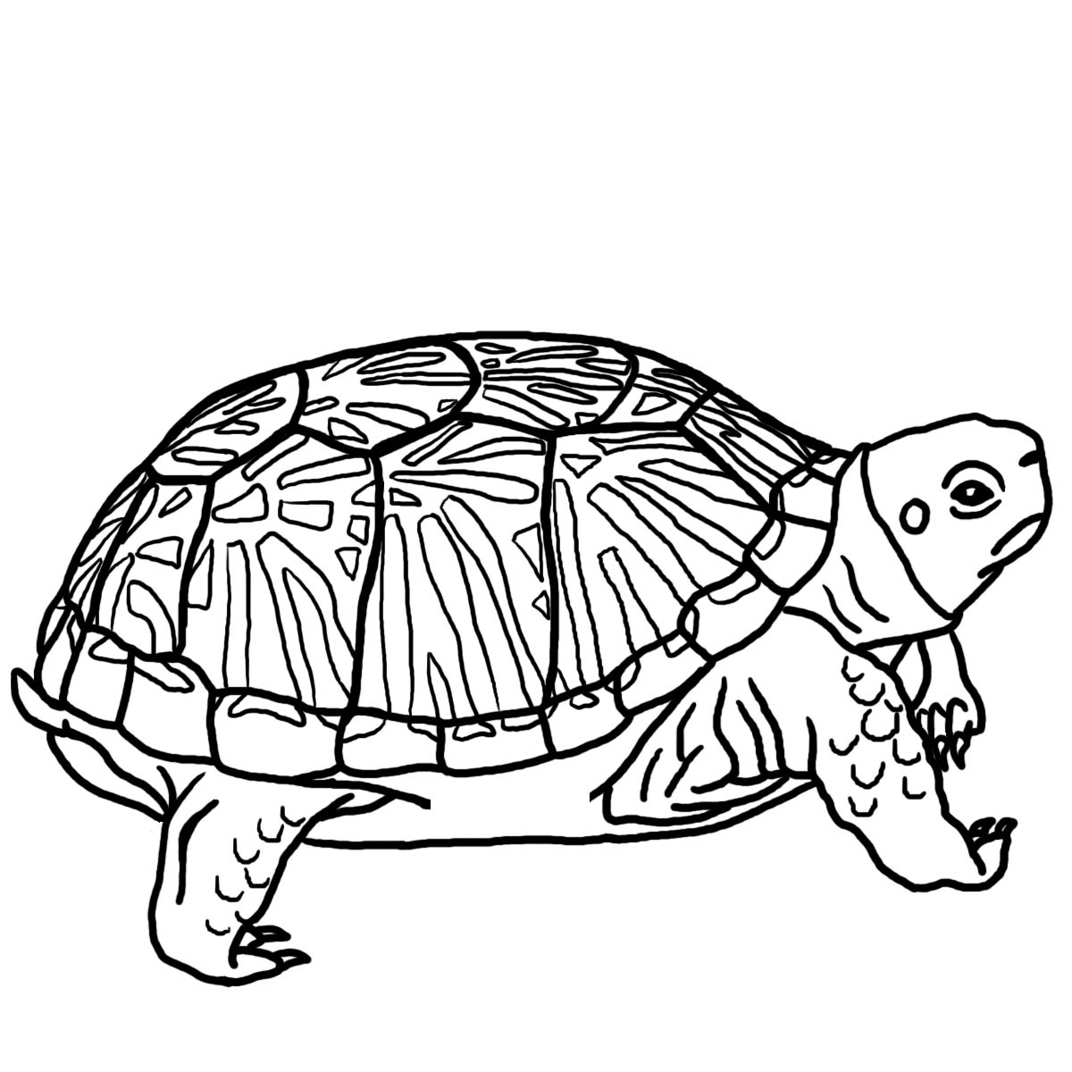 1200x1200 Free Printable Turtle Coloring Pages For Kids