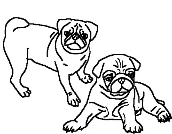 Charming Decoration Pug Coloring Pages Cute Printable Pug Coloring 600x467 Charming Decoration Pug Coloring Pages Cute Printable Pug Coloring