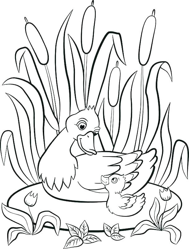 Ugly Duckling Coloring Pages Duckling Coloring Pages Pond Coloring 608x800 Ugly Duckling Coloring Pages Duckling Coloring Pages Pond Coloring