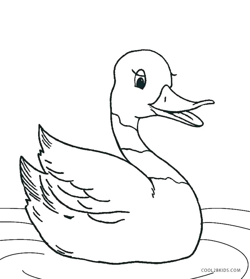 Duckling Coloring Page Duckling Coloring Page Duckling Coloring 800x892 Duckling Coloring Page Duckling Coloring Page Duckling Coloring
