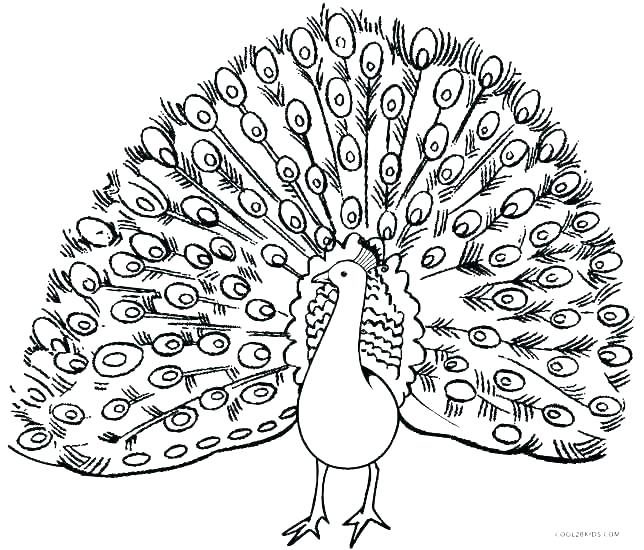 Peacock Pictures To Color Ultimate Coloring Pages Of Peacocks 644x550 Peacock Pictures To Color Ultimate Coloring Pages Of Peacocks