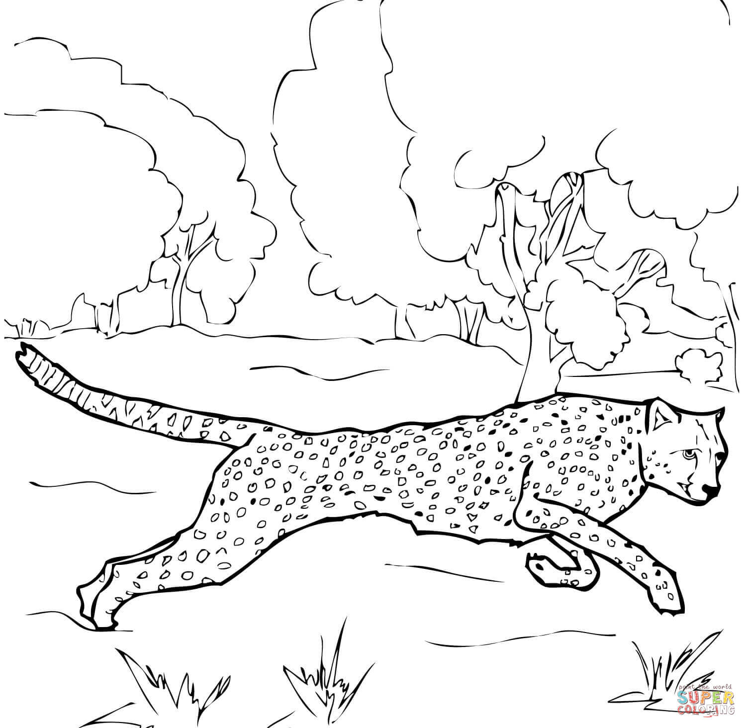 Cheetah Coloring Pages To Print 1500x1464 Cheetah Coloring Pages To Print