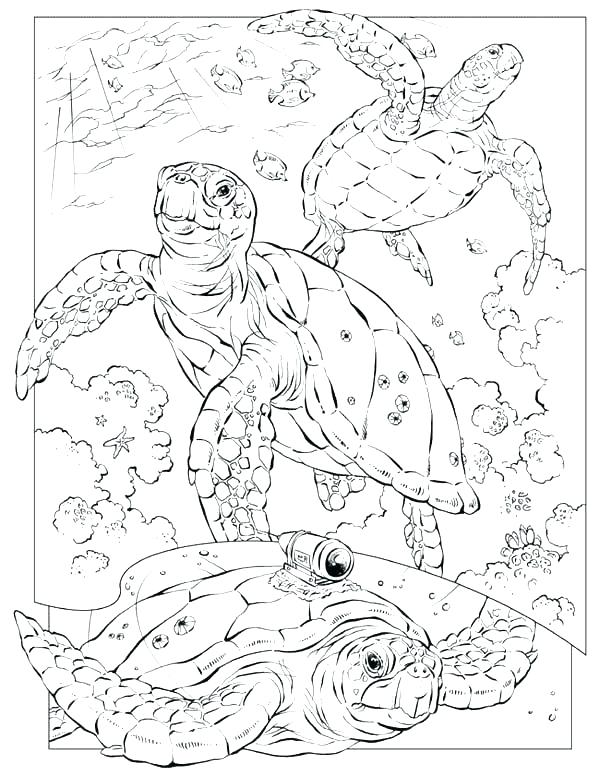 Sea Shell Coloring Page Sea Shells Coloring Pages Under Sea 600x776 Sea Shell Coloring Page Sea Shells Coloring Pages Under Sea