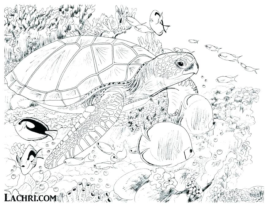 Underwater Coloring Page Adult Coloring Pages Turtle Underwater 878x679 Underwater Coloring Page Adult Coloring Pages Turtle Underwater