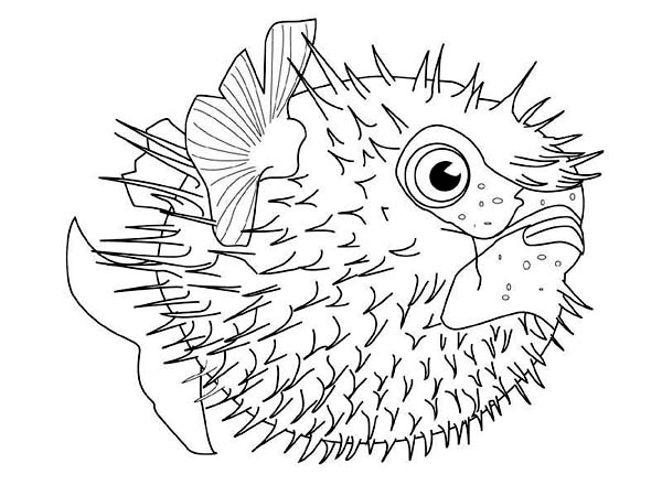 600x450 Realistic Sea Animal Coloring Pages. Printable Farm Animal